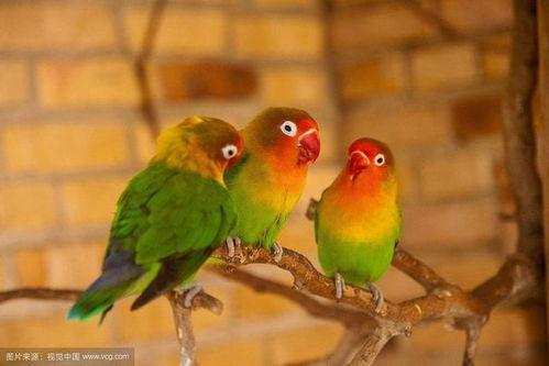 鹦鹉爆料的娱乐圈文,娱乐圈幕后风云大揭秘