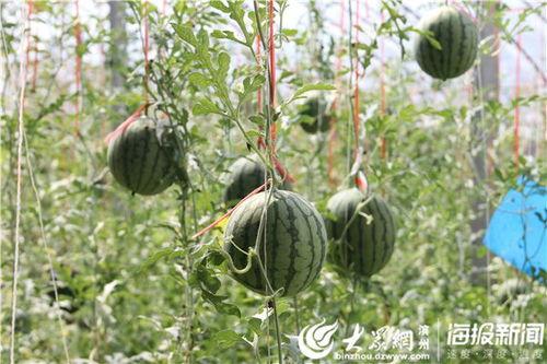 康县网红吃瓜视频爆料事件,揭秘背后真相