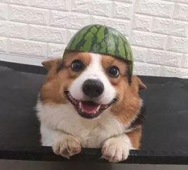 免费吃瓜企鹅,揭秘网络红人的神秘魅力